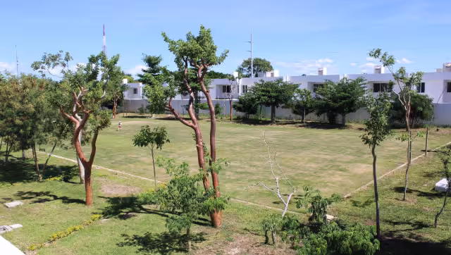 Varias plantas, árboles y tramos de zacate fueron colocados recientemente