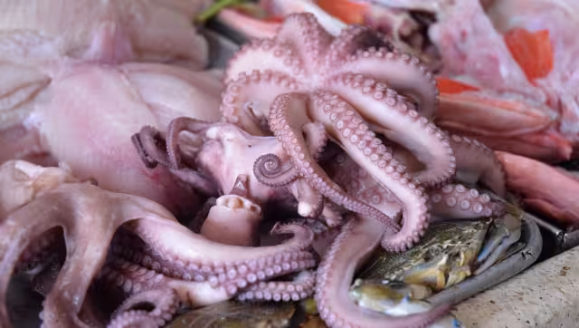 El costo actual por kilogramo es insuficiente para costear gasolina, carnada y alimento de los pescadores