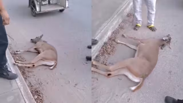 El venado murió debido a que nadie intervino luego de ser atropellado
