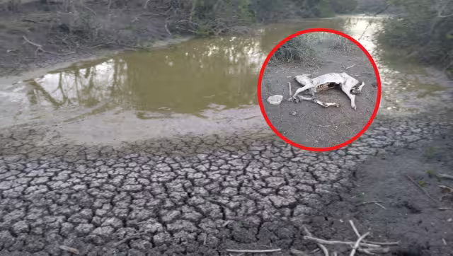 La sequía ha dejado sin pasto para alimentar a los animales