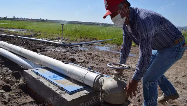 El maíz lidera la producción agrícola en Campeche con más de 2 mil millones