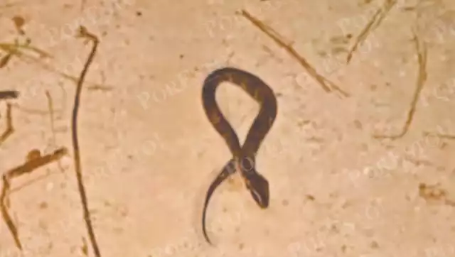 Aparece peligrosa serpiente huolpoch cerca del Tren Maya