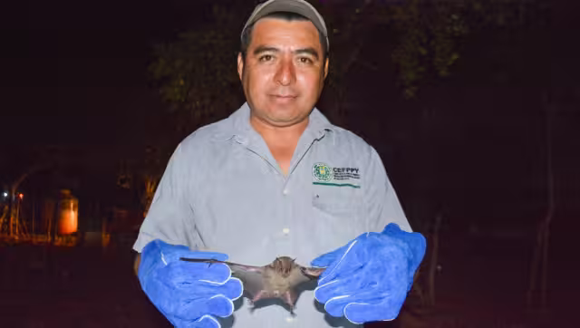 El programa consiste en instalar redes en los ranchos donde se ha registrado un mayor número de mordeduras