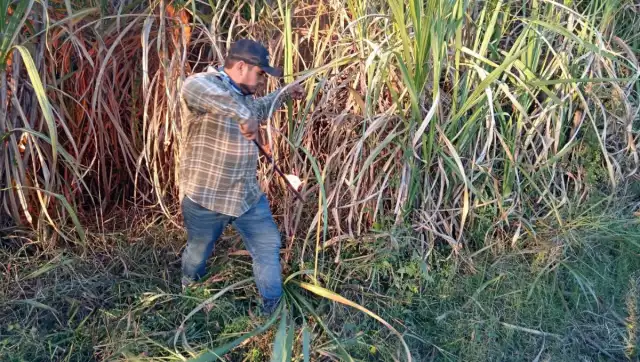 Arrancó la Zafra 2025-2026 en Quintana Roo