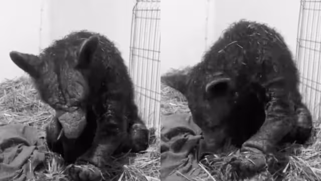 Muere la osa Mina, nueve meses después de ser rescatada de zoológico.