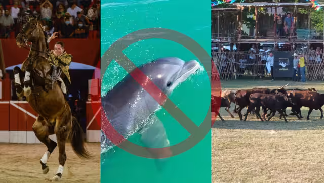 Se aceptó una legislación que impide el uso y tránsito de animales en vehículos de tracción, lo que implica la cancelación de ocupar de caballos