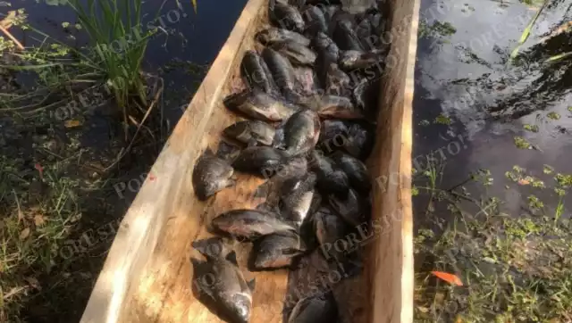 De 100 a 60 pesos: la mojarra baja su costo en fin de año