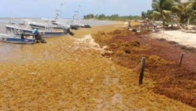 Hasta el momento no se registraron recales en las costas del Sur del Estado, pero la Armada de México instalará barreras para evitar afectaciones al turismo