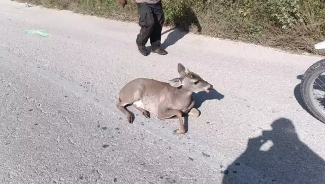 Uno de los venados murió y otro fue trasladado para recibir atención médica