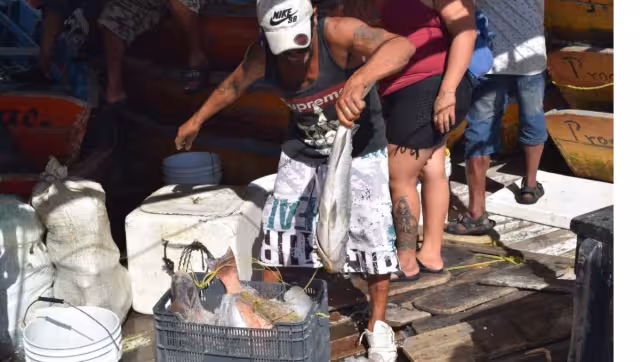 Primero de febrero inicia temporada de veda para el mero en la costa de Yucatán