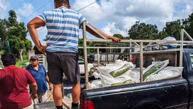 Los fertilizantes, explicó el técnico del programa, se deben aplicar, en el caso del Dap, 15 días después de germinado el maíz