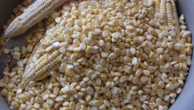 Campesinos campechanos deben a menonitas