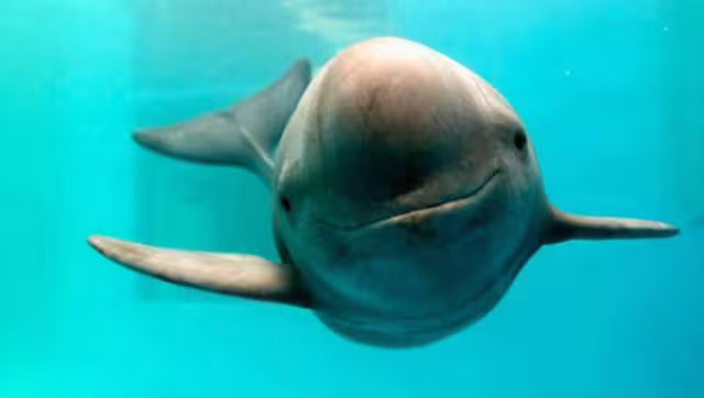 Las vaquitas marinas son endémicas del Alto Golfo de California