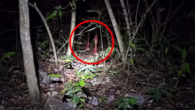 El presunto ser fue captado en la selva de la Reserva Cuxtal