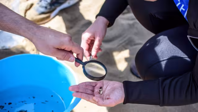 Detalló que los MPs se incorporan a la flora y fauna marina y luego en las cadenas tróficas