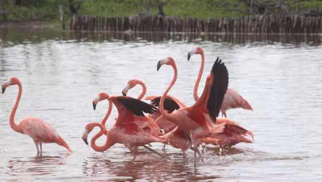 Varios habitantes indicaron que desde hace unos días comenzaron a percatarse de la presencia de estas aves en la charca