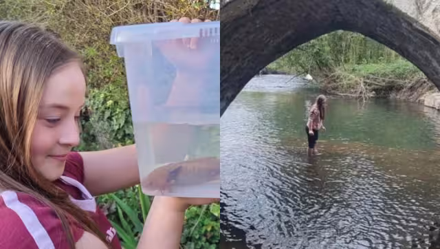 El ajolote se encontraba oculto entre rocas y presentaba lesiones