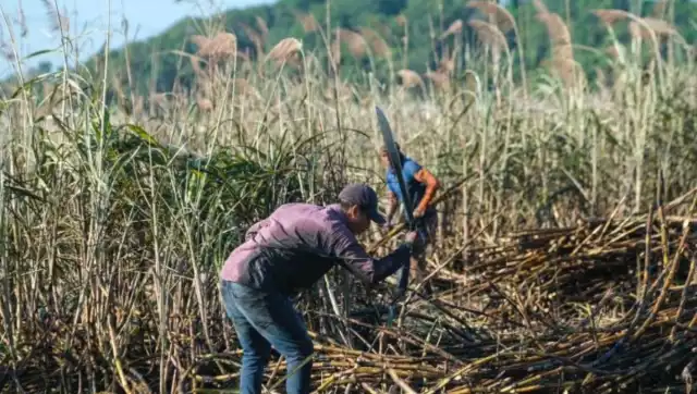 Cañeros de Quintana Roo se preparan para el inicio de Zafra 2025-2026 a empezar en enero