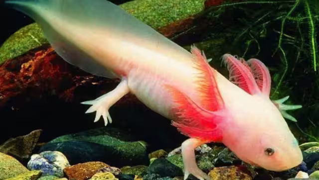 Los ajolotes viven principalmente en el Lago de Xochimilco