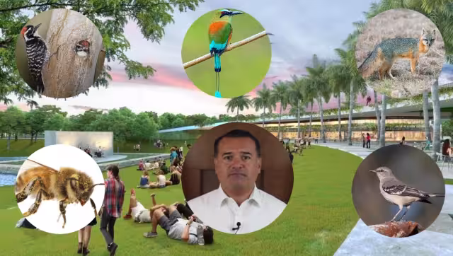 Renán Barrera hasta el momento ha minimizado el impacto ambiental que generará su obra