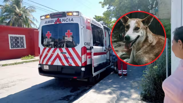 Los dueños del perro se comprometieron a pagar los gatos médicos