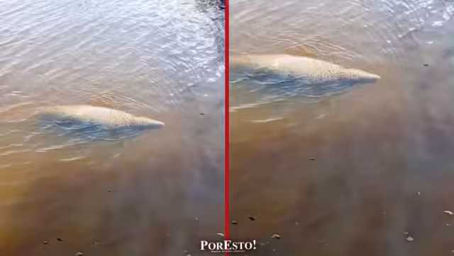 Habitantes de Sabancuy captaron un momento único: un manatí nadando en el malecón del poblado.