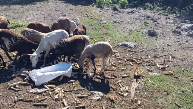 El gusano barrenador ya afecta ganado en comunidades de Tenabo.