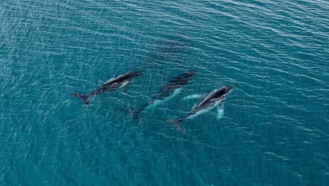 Las ballenas jorobadas suelen alimentarse de kril y peces pequeños en aguas frías durante el verano y después migran hacia aguas tropicales