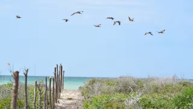 Los desarrollos inmobiliarios en la costa como Paraíso Sisal resultan “una bomba de tiempo”