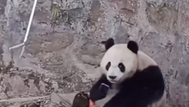 Panda le roba su celular a un turista y se niega a dárselo: VIDEO
