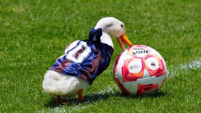Dueña del Pato Merlín contesta a la oferta de Poncho de Nigris.