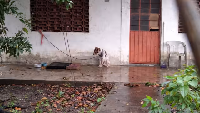Para atender las denuncias, la Unidad opera con seis brigadas