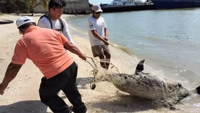 El delfín fue visto en Plana Norte, Ciudad del Carmen