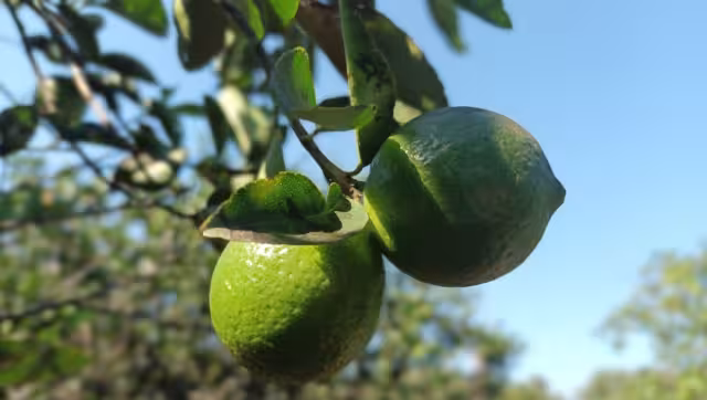 Alistan todo para llegada del oro verde