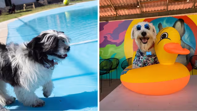 Este parque ha recibido más de 600 perros en lo que va del año