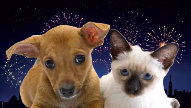 La pirotecnia causa graves daños a las mascotas