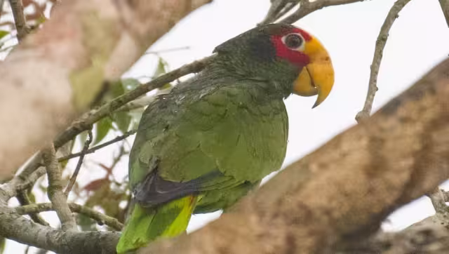 Tráfico de loros en Yucatán opera abiertamente en redes sociales y carreteras
