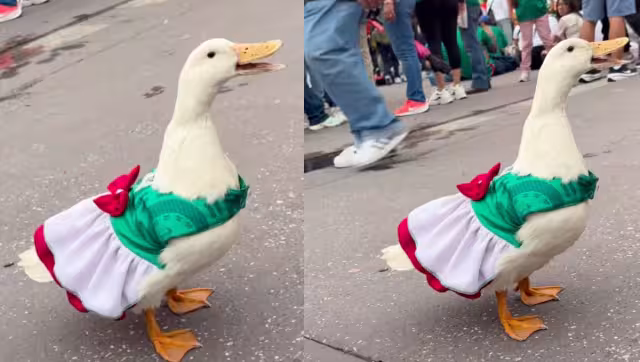 Surge "Juanita", una patita con todo el espíritu mundialista: VIDEO