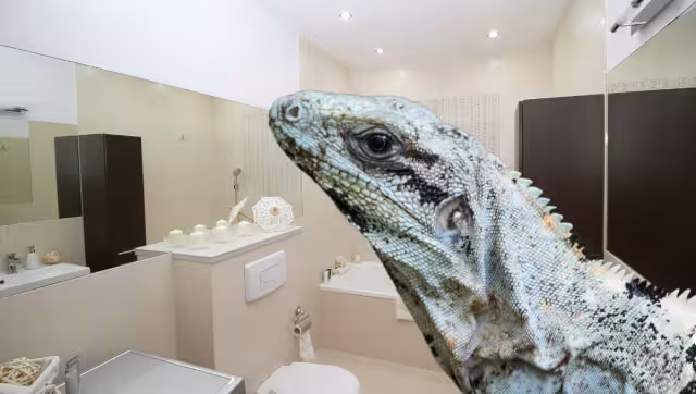 El tolok se encontraba dentro de un inodoro