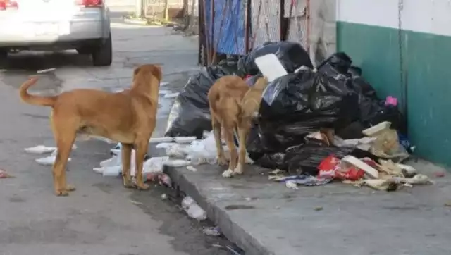 Acusan falta de responsabilidad de Yunsunni Martínez Hernández para atender problemática de violencia animal en Chetumal