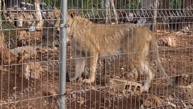 Ser desconoce como fue que ingresaron dos leones a Chetumal