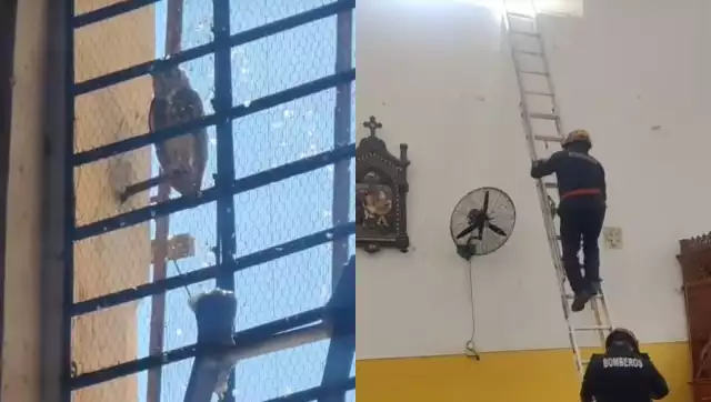 Bomberos rescataron al animal nocturno, tras el reporte ciudadano en el templo principal de Izamal.