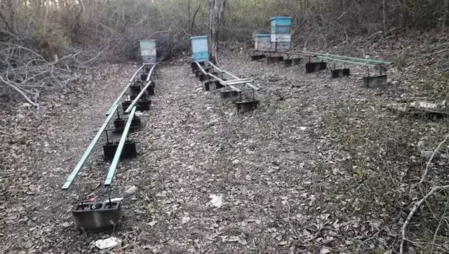El apicultor solo pudo recolectar menos de la mitad de un tambo de miel