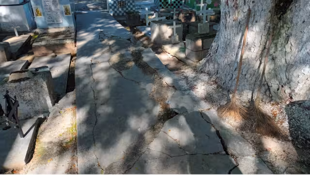 El árbol tiene una altura aproximada a los 15 metros sobre el interior del cementerio, que hace más preocupante la situación