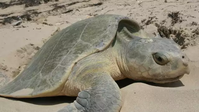 La expansión urbana, la actividad salinera y las plantaciones de coco son graves amenazas para la conservación de los quelonios