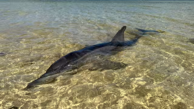Cabe destacar que el delfín fue rescatado y trasladado a la estación de Dzilam de Bravo