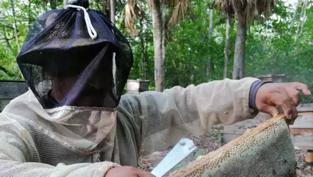 En medio de la cuesta de enero, la producción de miel representa un respiro; venden a 28 pesos el kilo