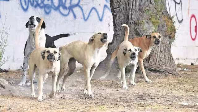 "¡Se lo están comiendo!" Jauría ataca a menor de 5 años en Argentina