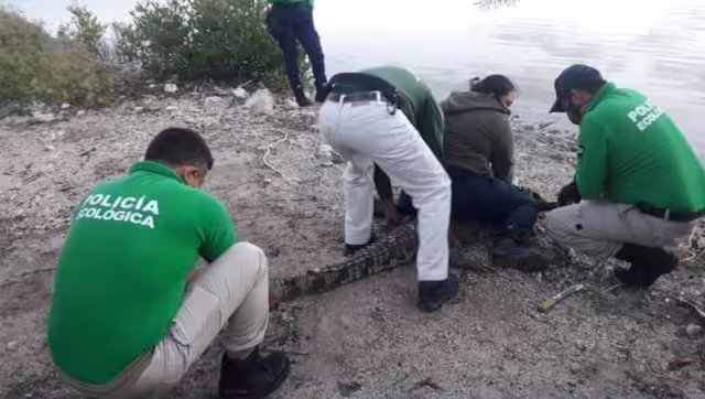 Agentes trasladaron al reptil a la Reserva Zona Cero para liberarlo