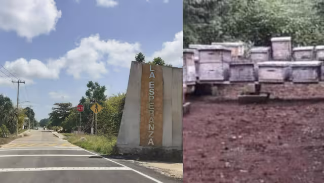 El hombre habría muerto por las picaduras de las abejas